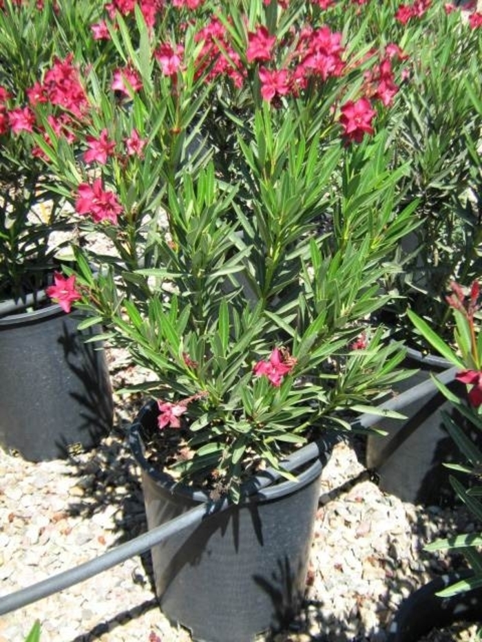 Red Oleander - Nerium oleander from Wilson Farms Inc